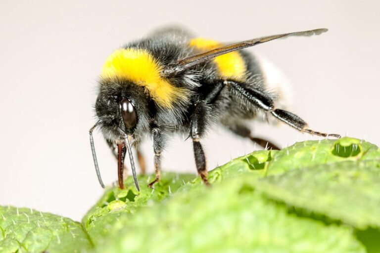 When pollen is in short supply, Bumblebees speed up flowering bumblebees pollen