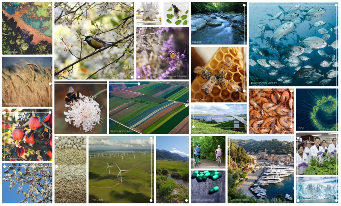 ecosystem services matrix