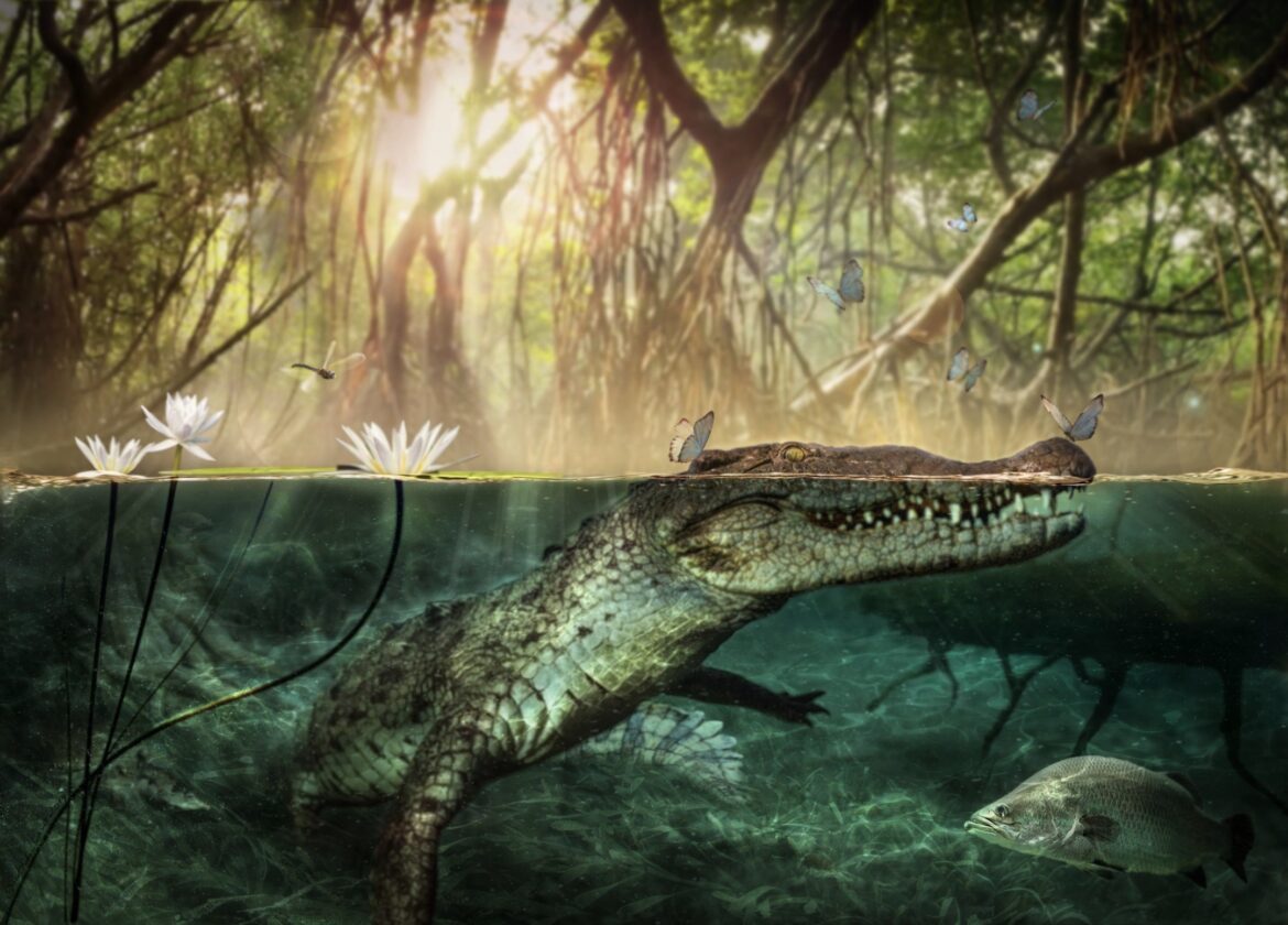 coccodrillo Atlantico Libia Crocodylus checchiai