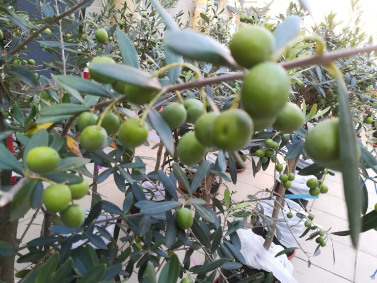 Olio: la tecnologia in alto vuoto aumenta il contenuto fenolico nell’extravergine d’oliva tecnologia alto vuoto olio