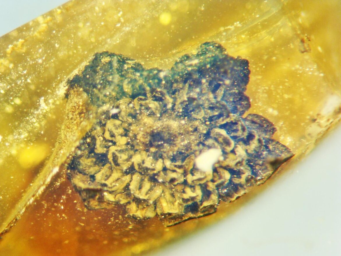 flower Cretaceous Valviloculus pleristaminis