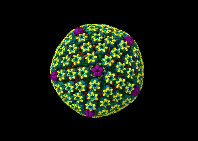 Herpes simplex cancro