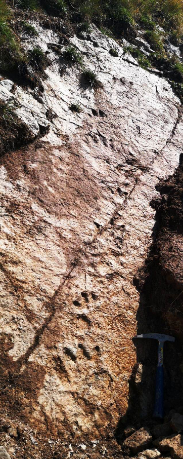 orme fossili grandi rettili Alpi occidentali