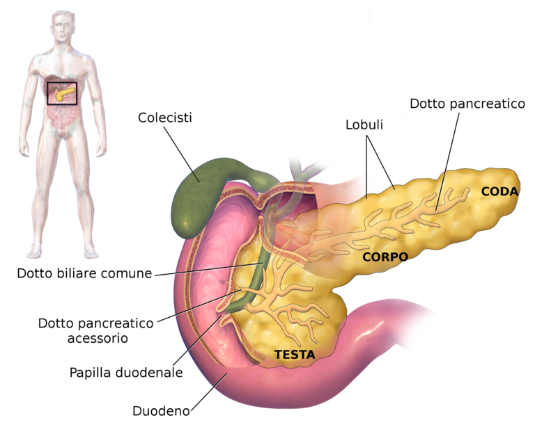 proteina tumore del pancreas marcatori terapie
