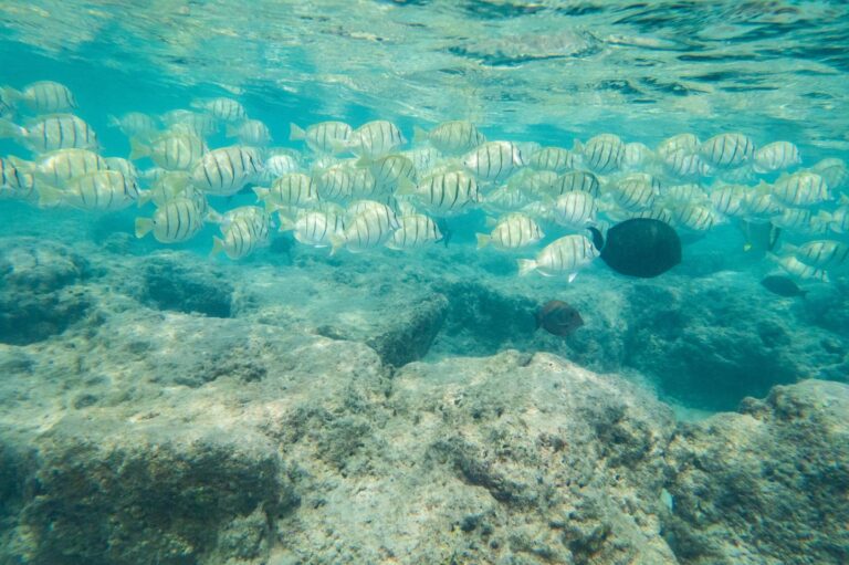 coral reef fishes protected marine areas