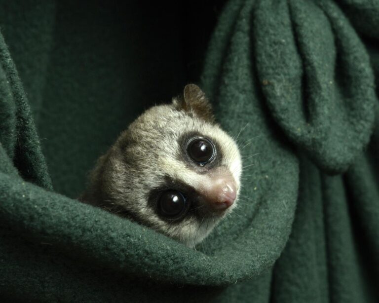 fat-tailed dwarf lemurs lemur