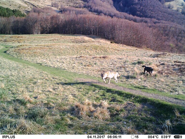 lupo cane ibridazione