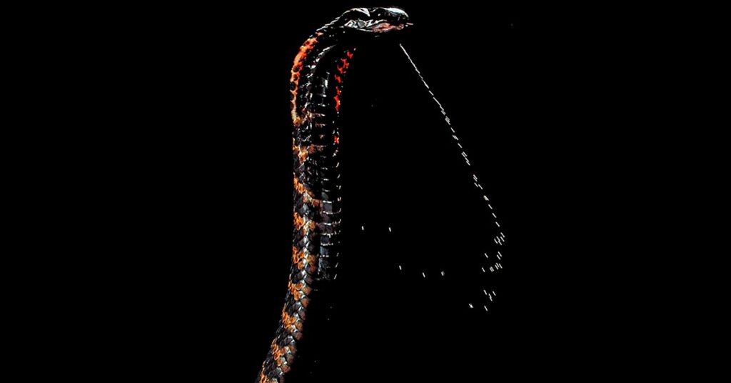 cobra sputatori zanne