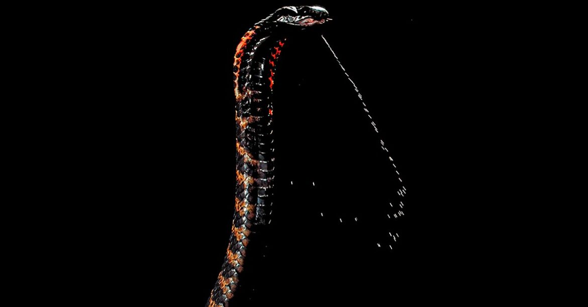 cobra sputatori zanne