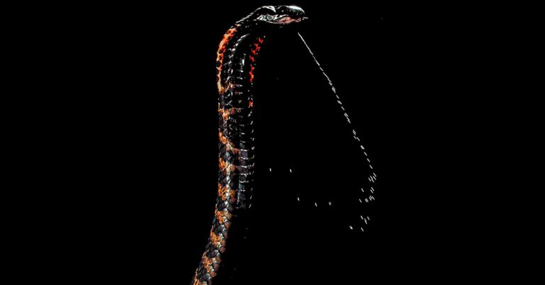 cobra sputatori zanne