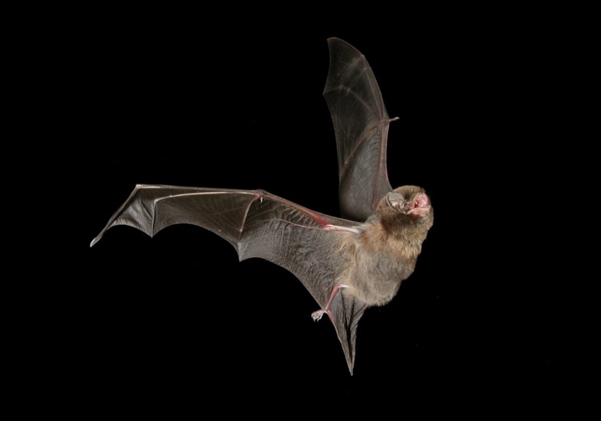 pipistrelli COVID-19 conservazione
