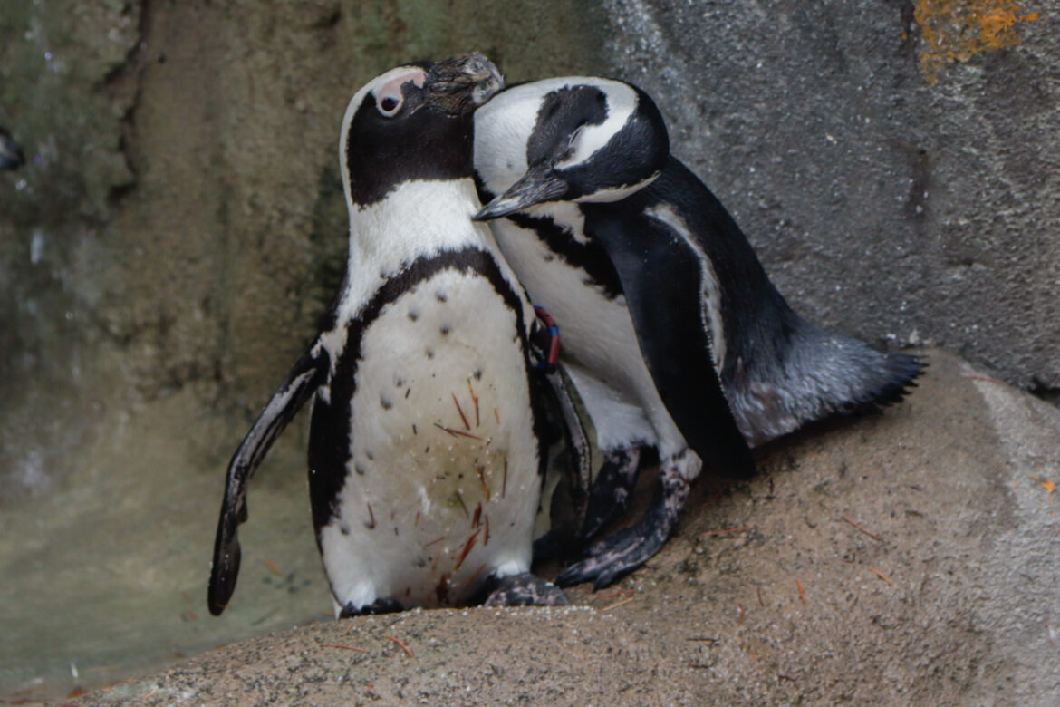 I pinguini riconoscono i loro simili attraverso i sensi