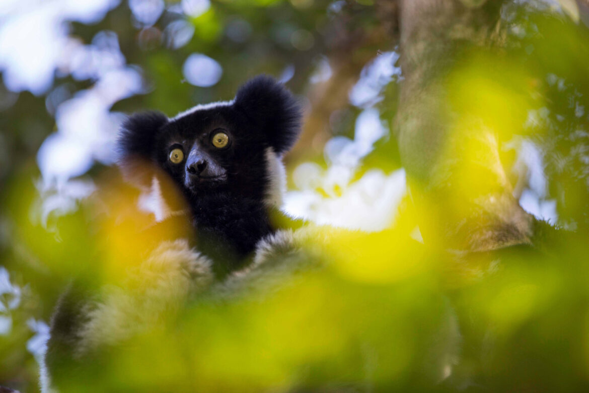 ritmo lemuri indri ritmi categorici musica