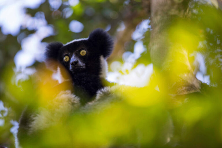 ritmo lemuri indri ritmi categorici musica
