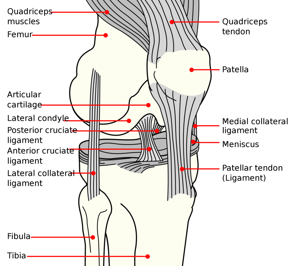 legamento crociato anteriore algoritmo trattamento ginocchio