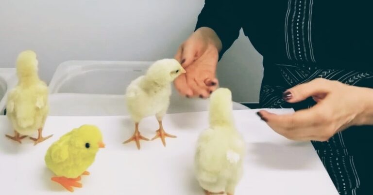 La rivincita del pulcino “Davide” – Ricerca UniPD