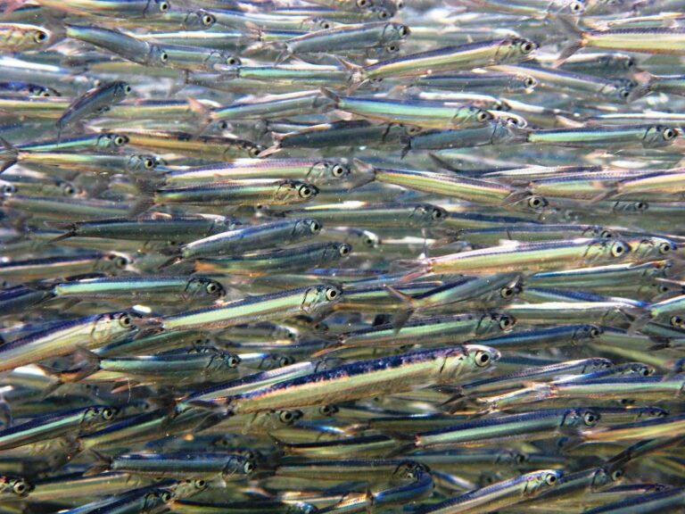 acciughe pesce cuore