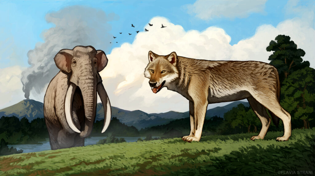 Ritrovato a Roma il fossile del primo lupo d’Europa