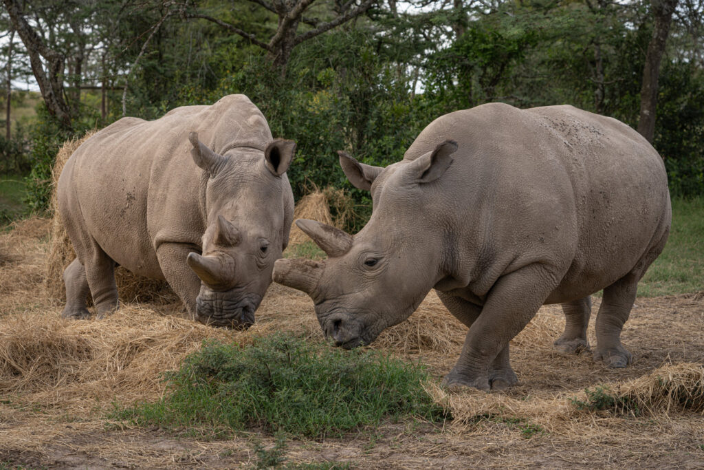 Cellule staminali pluripotenti di rinoceronte bianco del nord 
