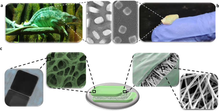 La pelle del camaleonte come modello per lo sviluppo di un dispositivo in grado di misurare i livelli di glucosio nelle urine