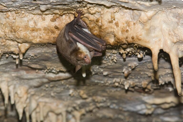 pipistrelli calabroni