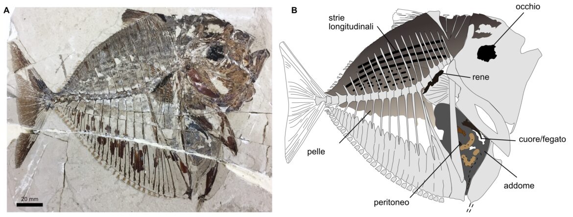 storia evolutiva pesce luna Bolca
