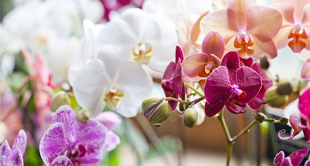 Orchidee floreali colorate biodiversità habitat