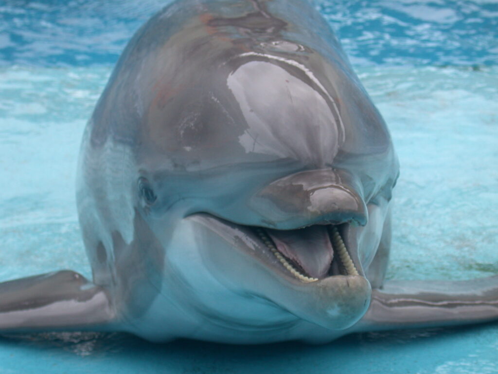 La memoria episodica dei delfini può aiutarci a capire l'evoluzione dei ricordi