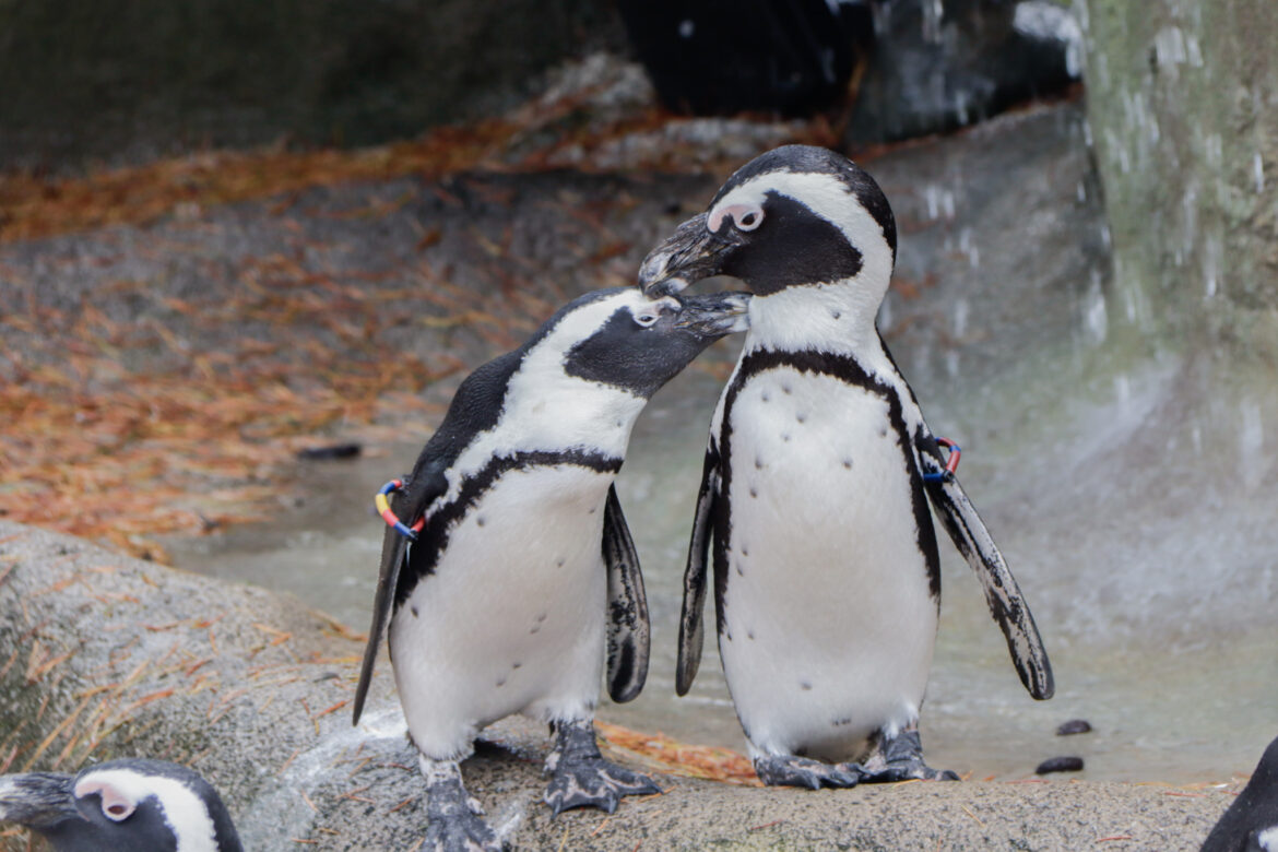 I pinguini cambiano tono di voce a seconda del contesto sociale NCHE I PINGUINI CAMBIANO “TONO DI VOCE" A SECONDA DEL CONTESTO SOCIALE