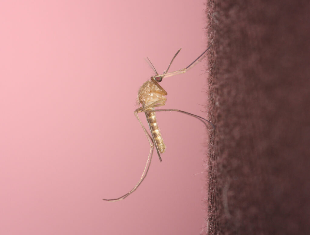Culex Pipiens Zanzare che trasmettono virus: tracciarle è importante con l’app Mosquito Alert, i cittadini aiutano i ricercatori