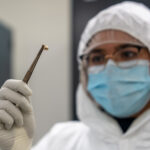 tooth Black Death shaped evolution of immunity genes, setting course for how we respond to disease today