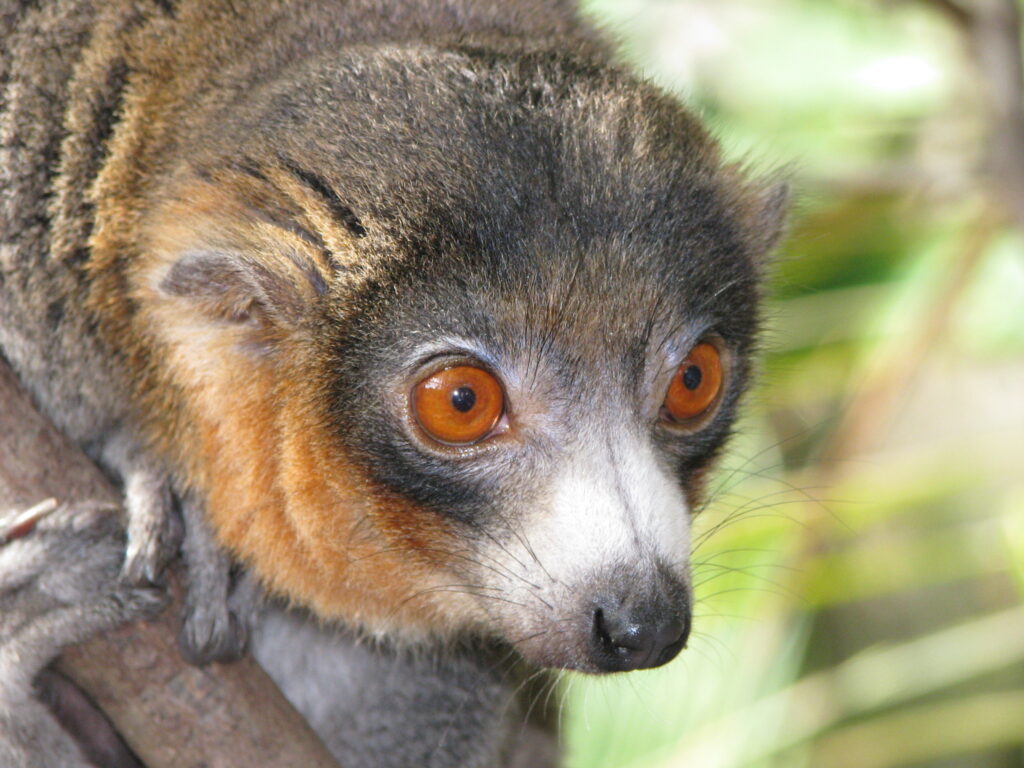 lemure Eulemur mongoz Cambiamenti climatici e deforestazione cambiano le abitudini dei primati