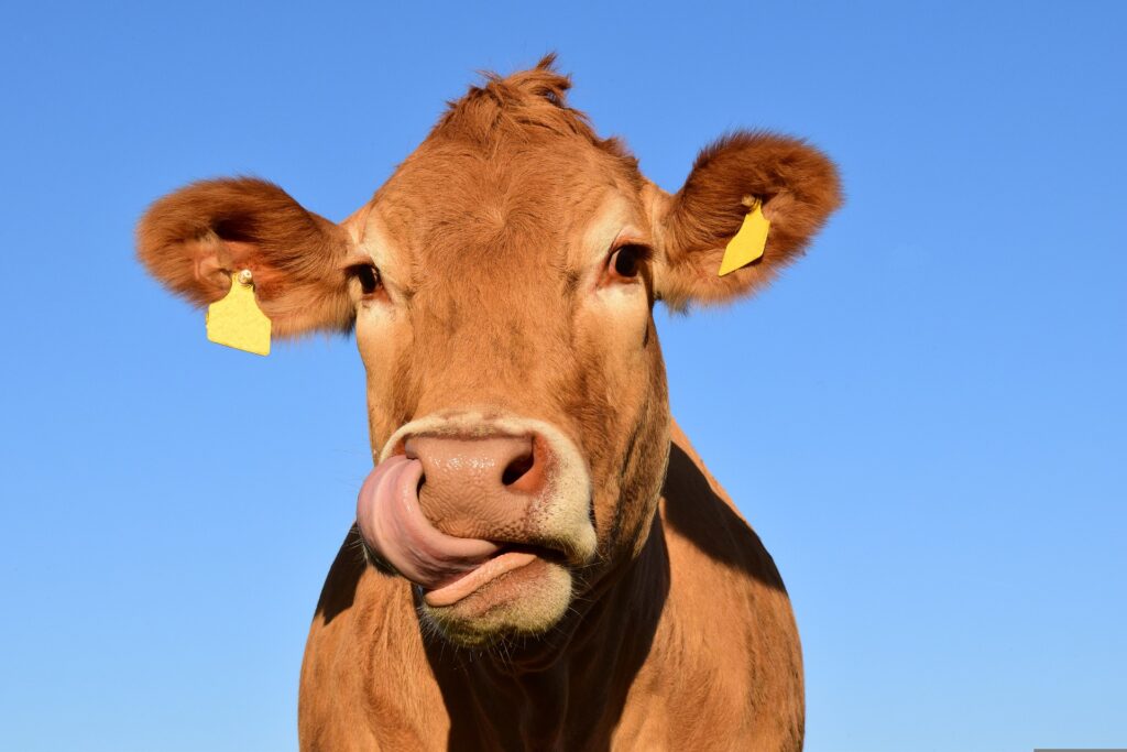 Una mucca - Un gel lubrificante a base di muco animale efficace contro infezioni virali come HIV-1 e HSV-2, lo studio pubblicato su Advanced Science