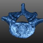 vertebra di Galileo Galilei