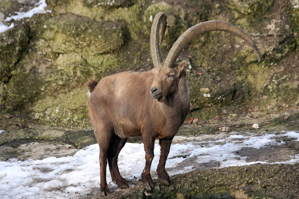 Stambecco delle Alpi Capra ibex accordo Parigi montagne biodiversità