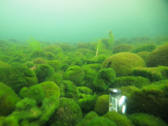 Massive marimo algae balls at risk from deadly winter sunburn