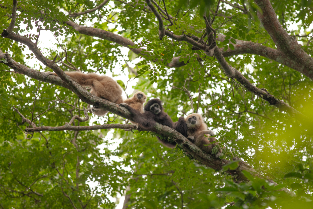 Coordinazione e regolarità ritmica tipicamente umane trovate in un altro primate, nei gibboni dalle mani bianche