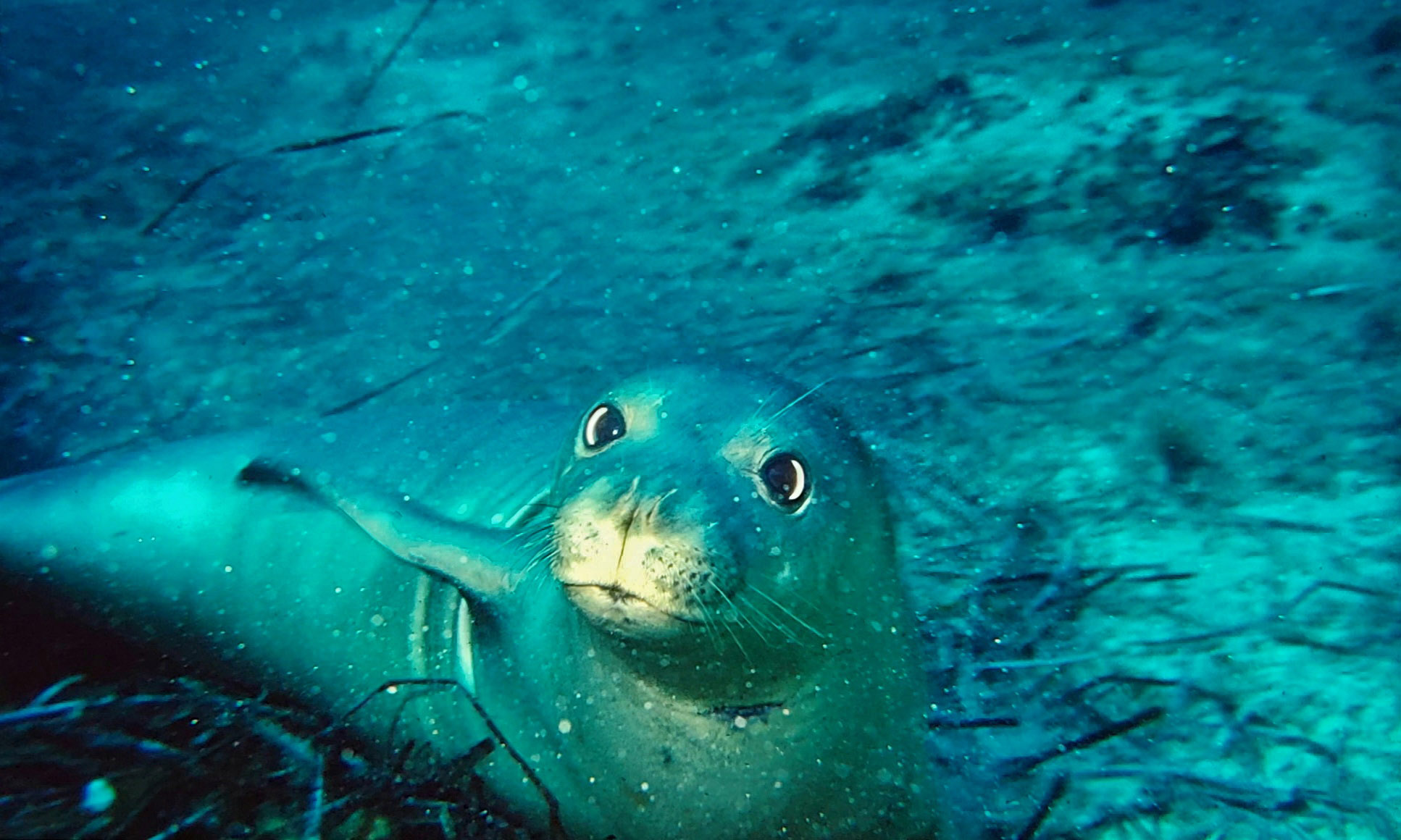 foca monaca, giovane