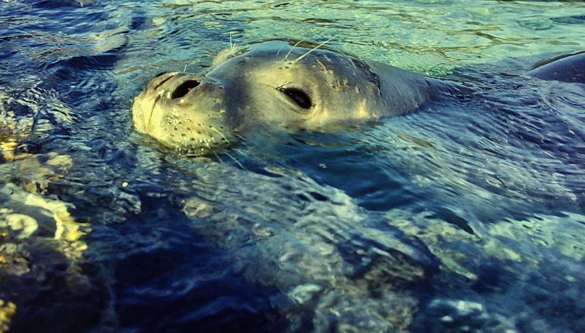 foca monaca, giovane maschio