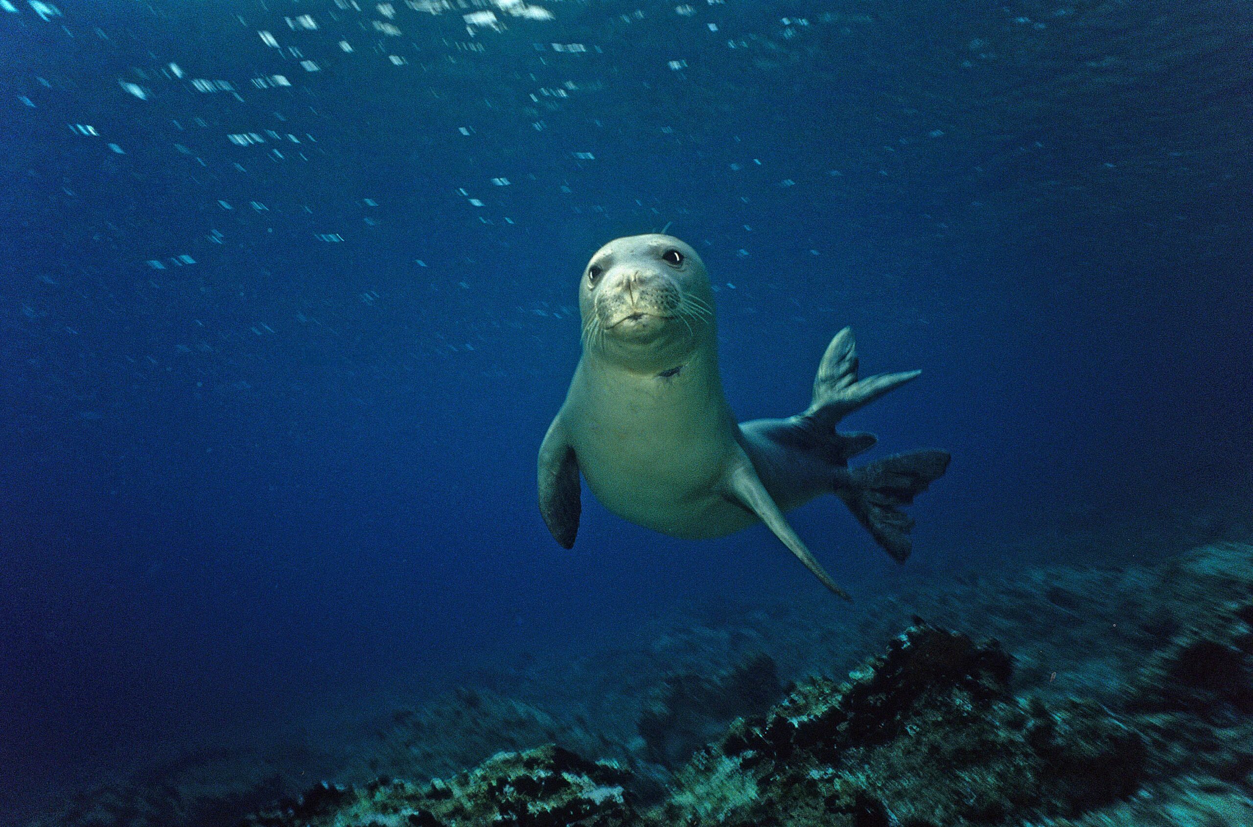 Foca monaca del Mediterraneo
