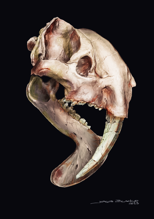 A reconstruction of the skull of Thylacosmilus atrox
