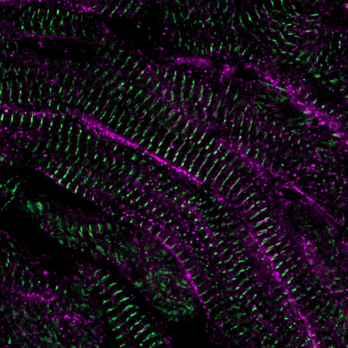 cellule cuore pesce zebra