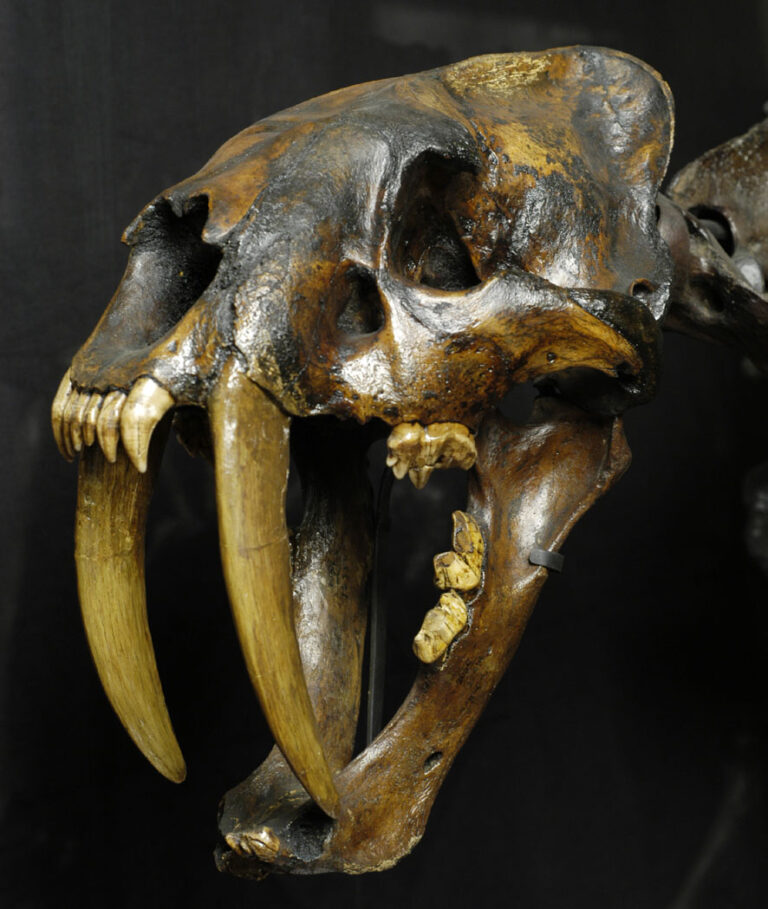 tigre dai denti a sciabola Museo della Natura e dell’Uomo MNU