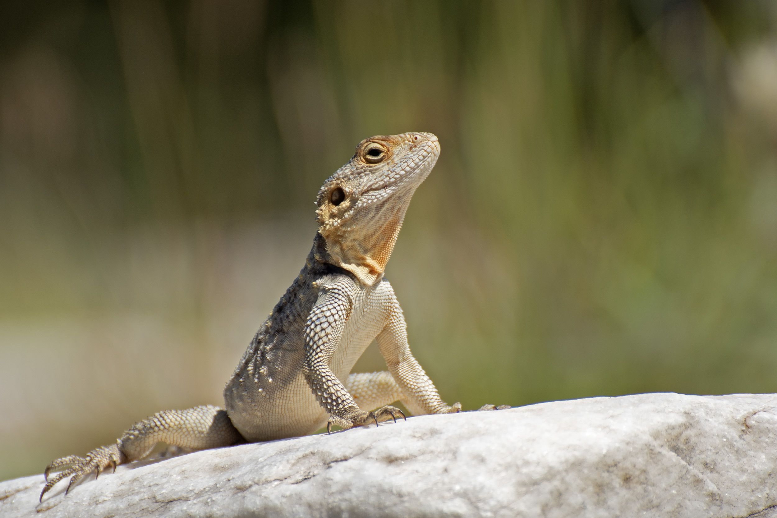 Stellagama stellio - foto di M. Sassoè (Università di Torino)