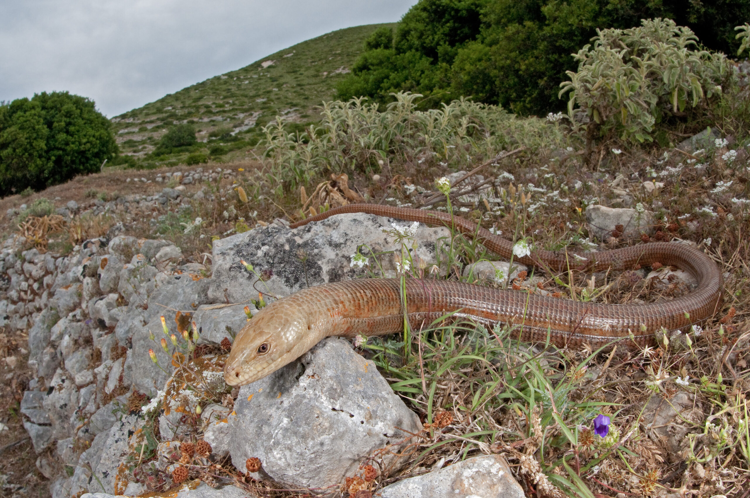 Pseudopus apodus - foto di M. Sassoè (Università di Torino)