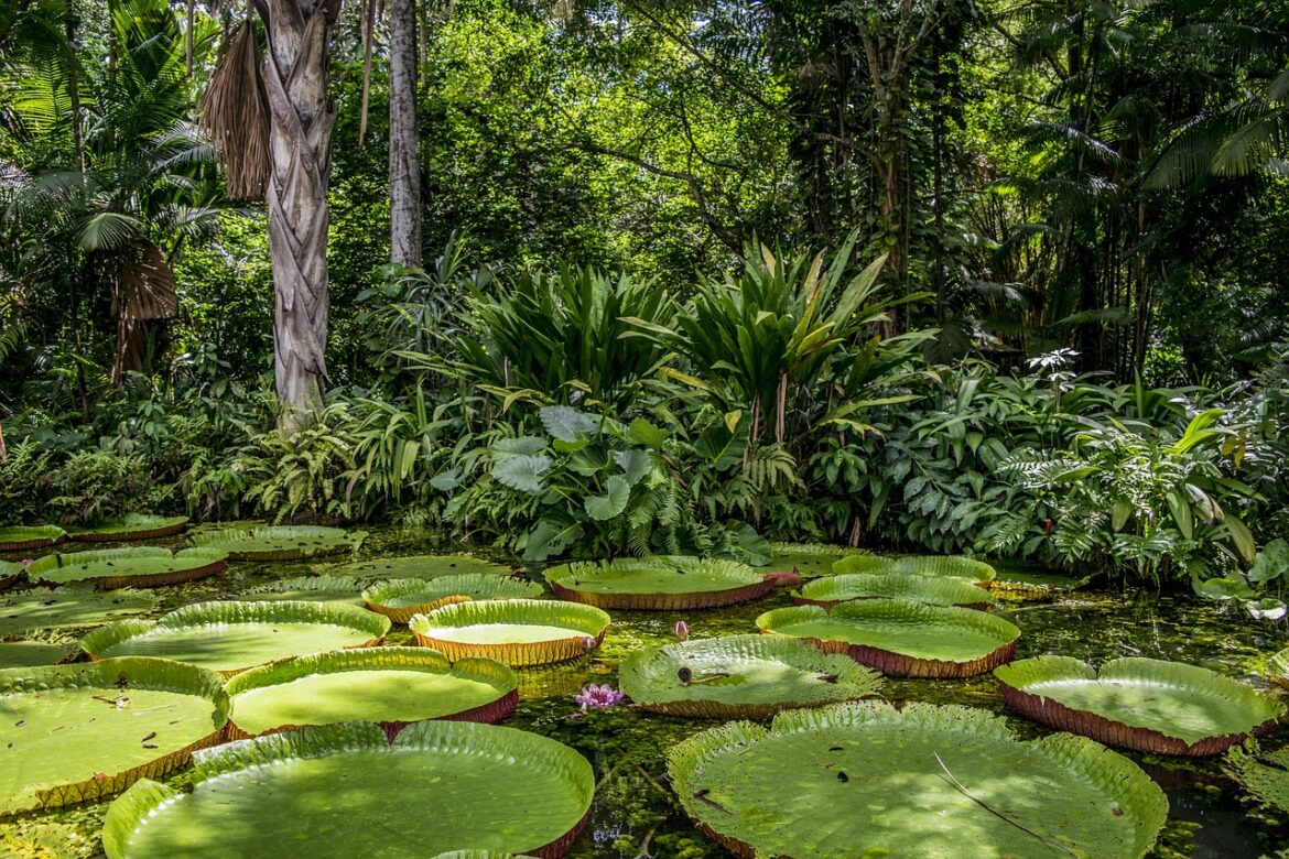 Rio delle Amazzoni biodiversità aree importanti benessere