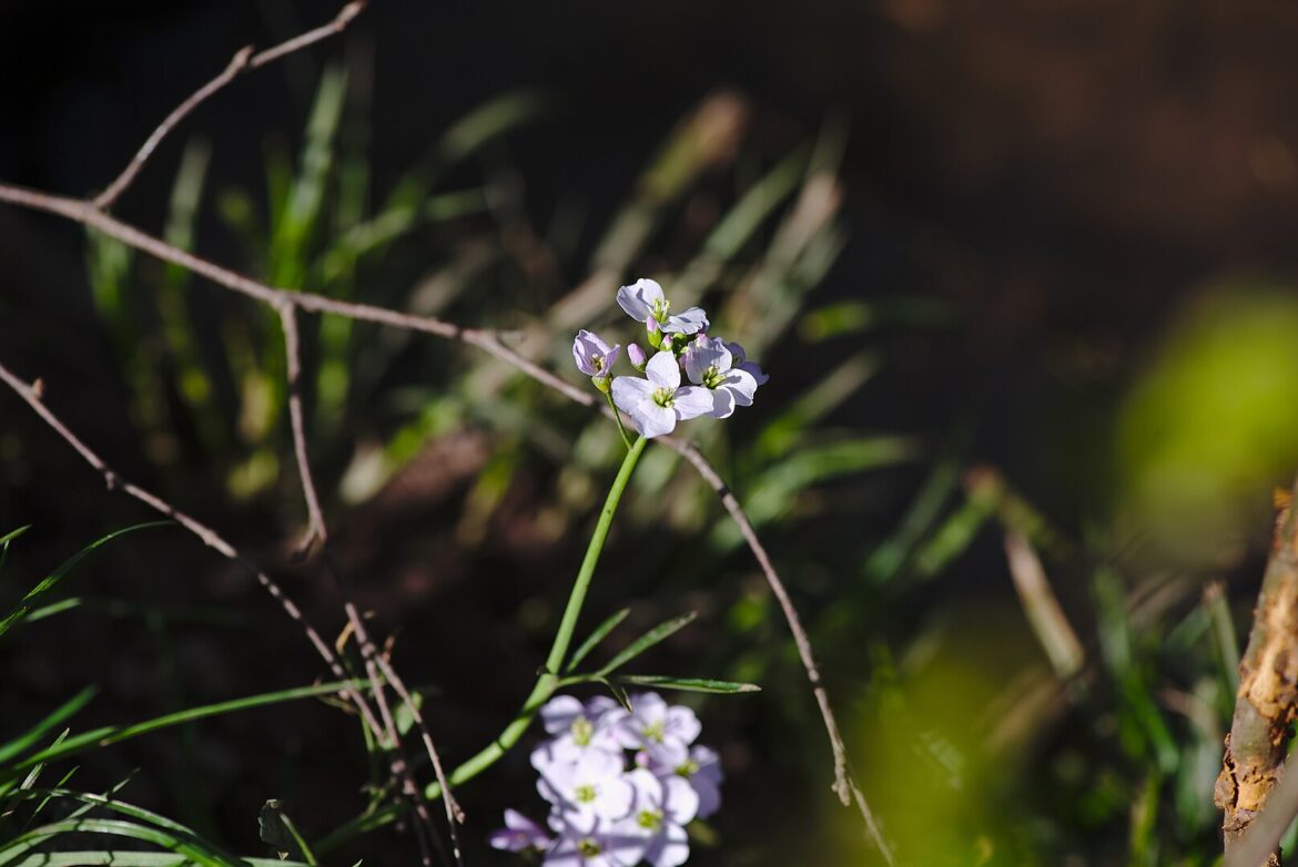 Arabidopsis thaliana