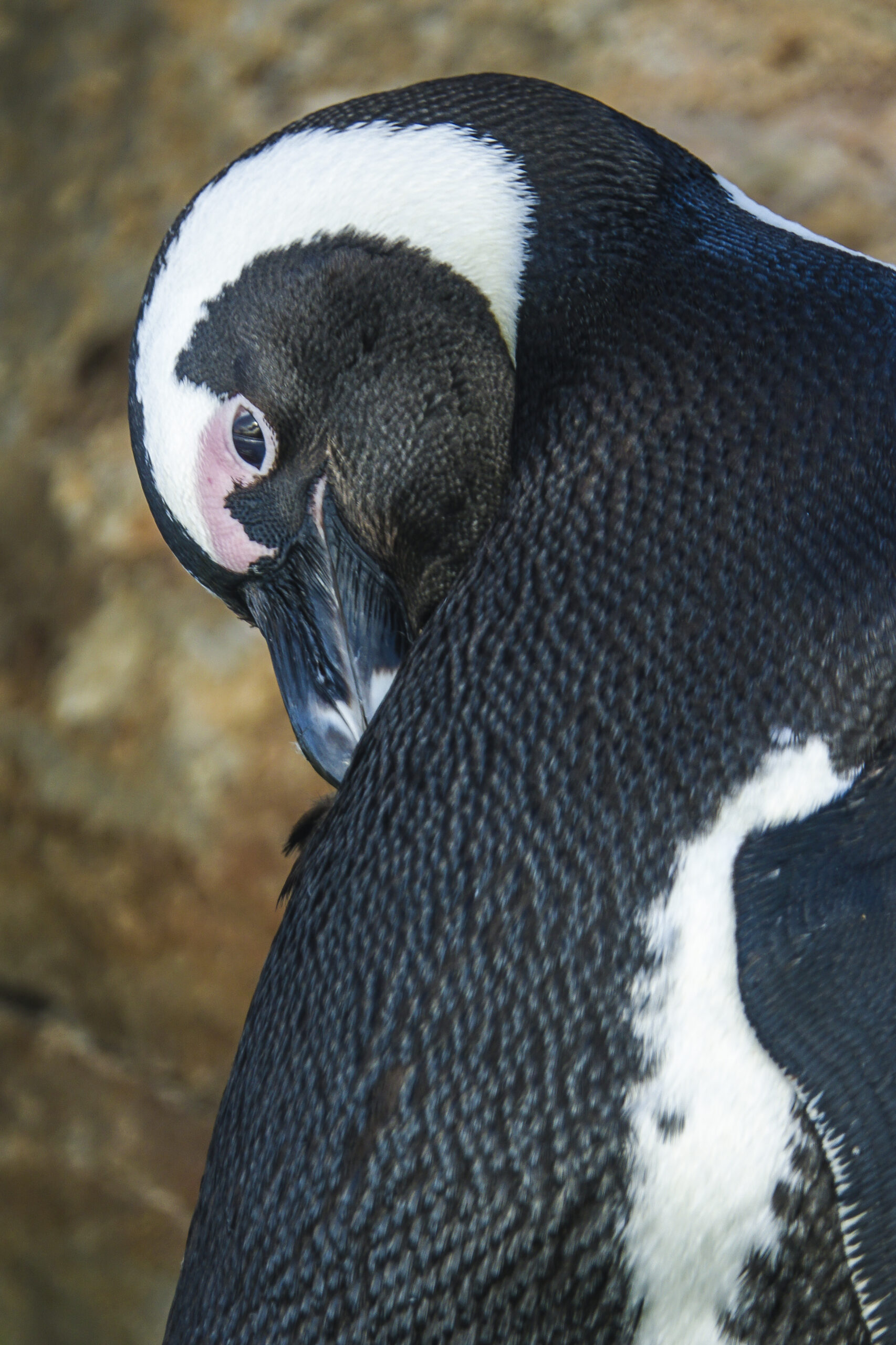 Pinguini africani