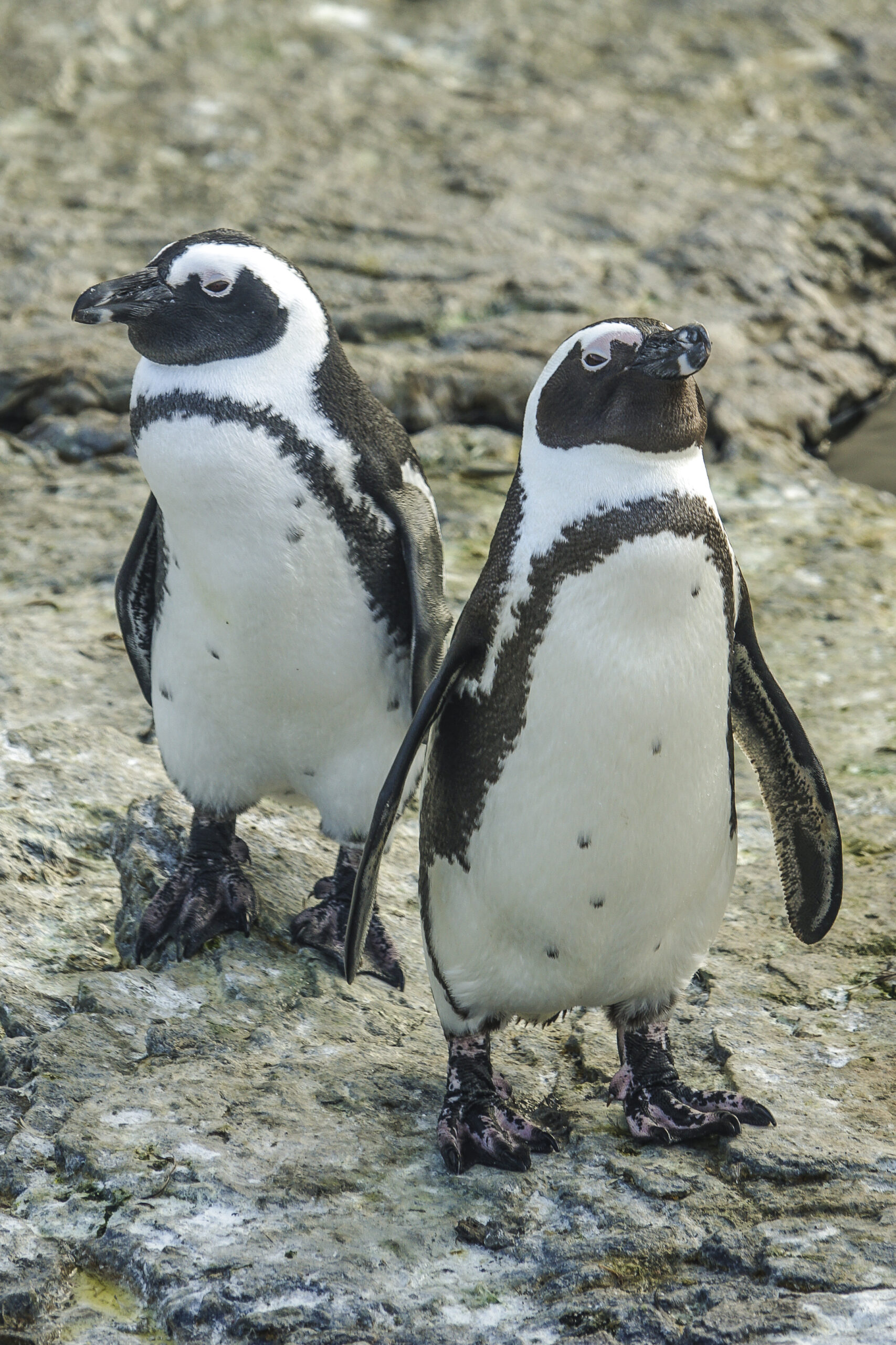 Pinguini africani si riconoscono