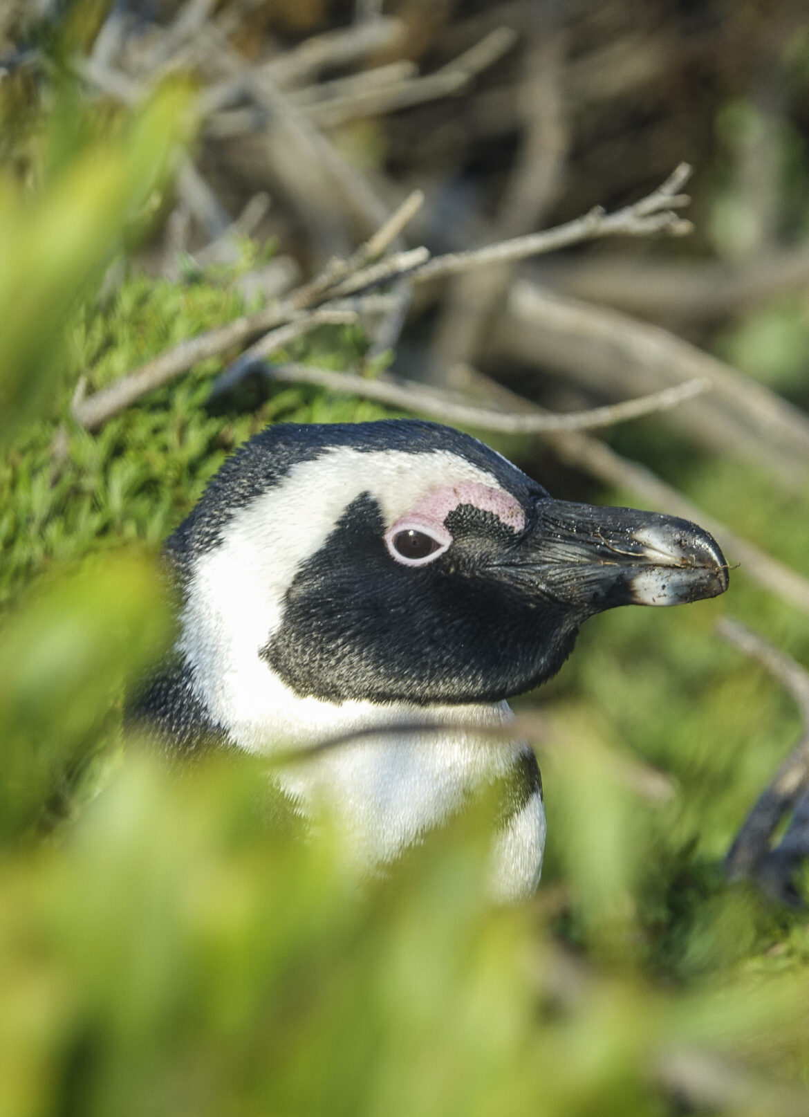 Anche i pinguini africani si riconoscono dal timbro della voce Pinguini africani